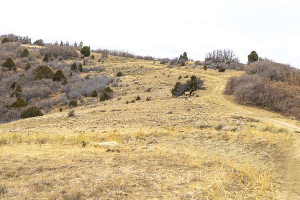 Catamount Road