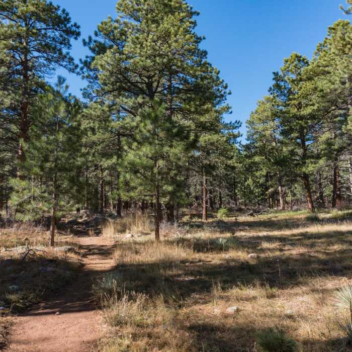 Near Shanahan Forks Loop