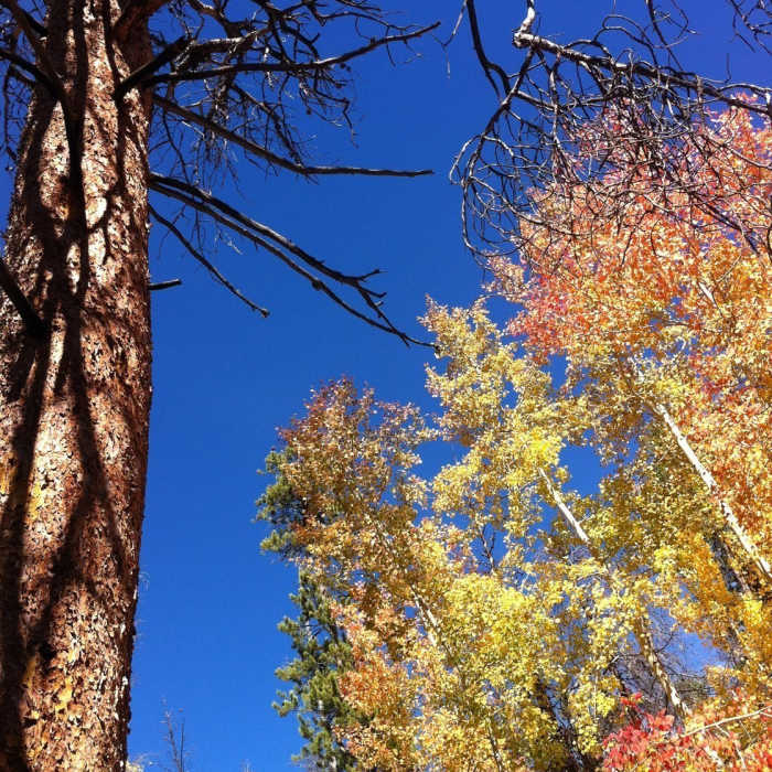 Near Adams Falls Trail