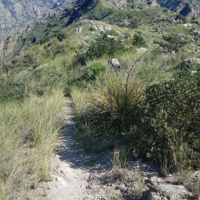 Trail conditions are great on E Fork Trail in the high country Near AZT - Passage 11 - Santa Catalina Mountains