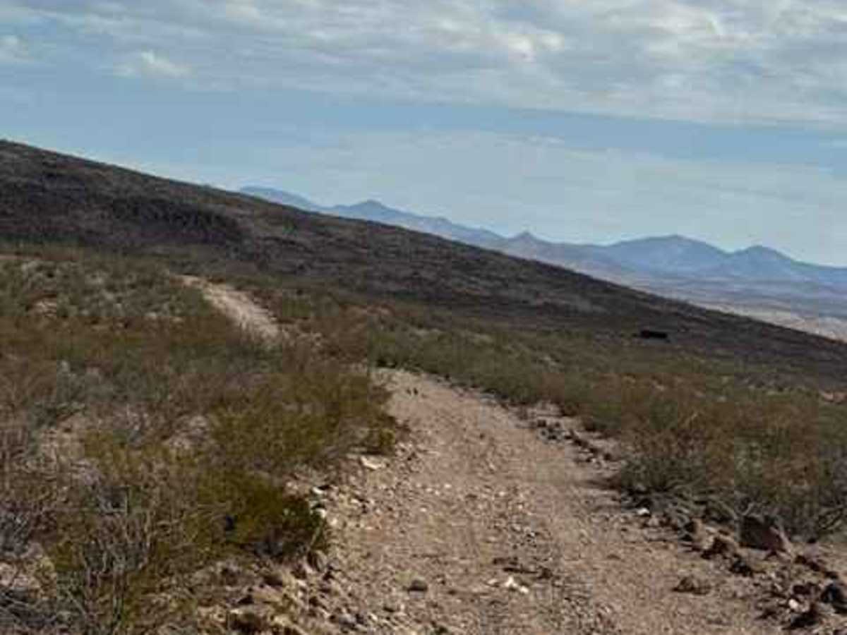 BLM PE1220 photo 4