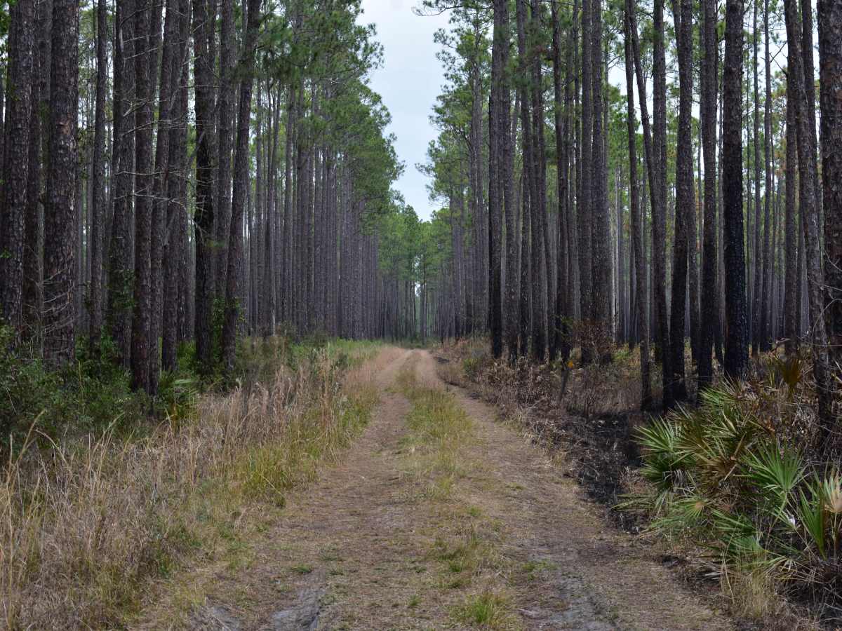 FR 782 photo 4