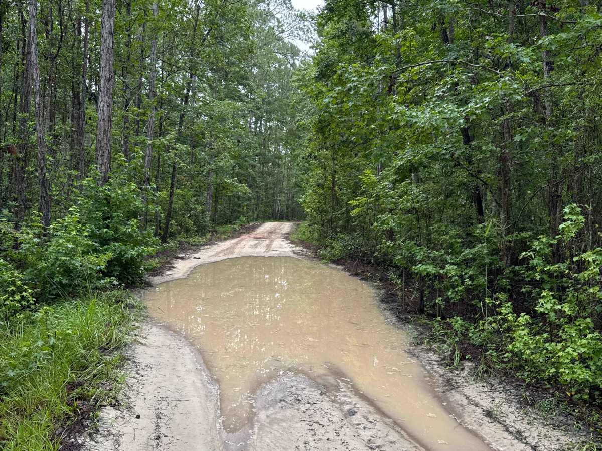 Ocala National Forest Road 65 photo 3