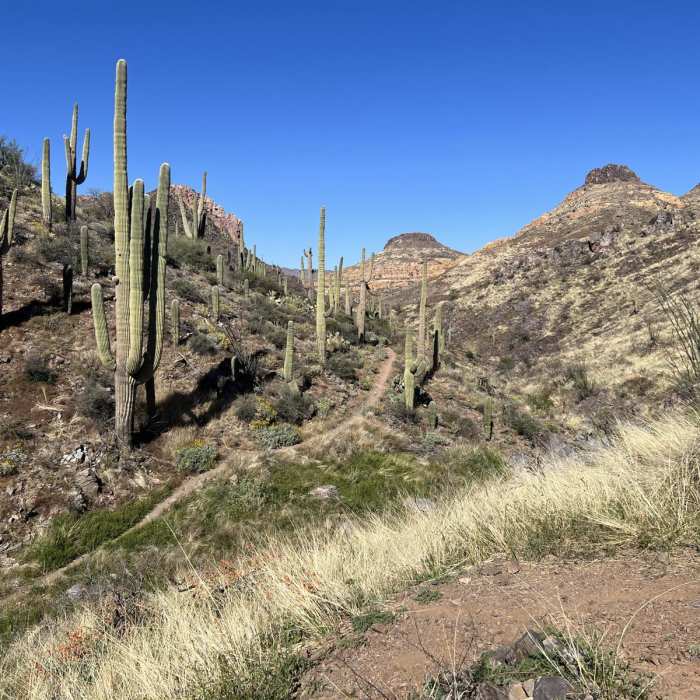Near Arizona Trail Passage 17: Alamo Canyon