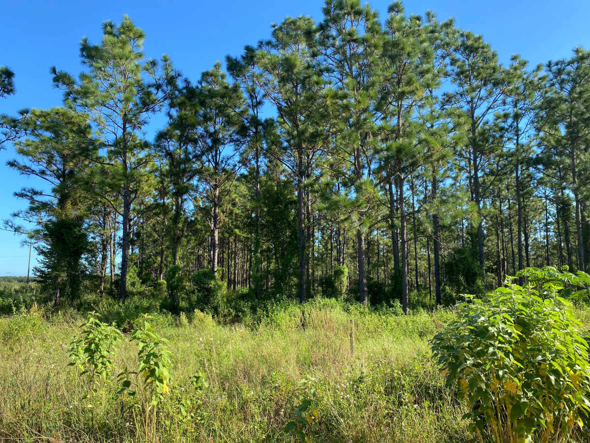 Green Swamp Road photo 6