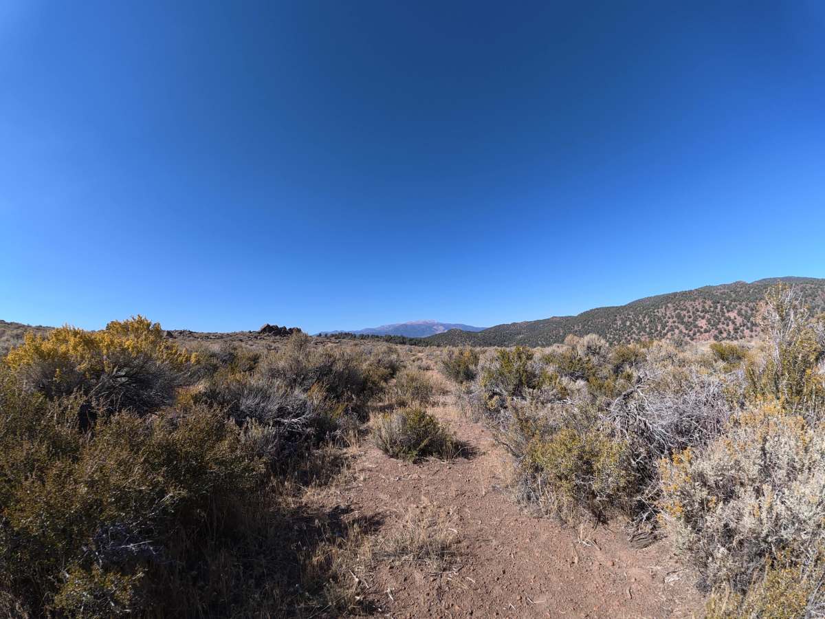 Dog Town Spur C photo 2