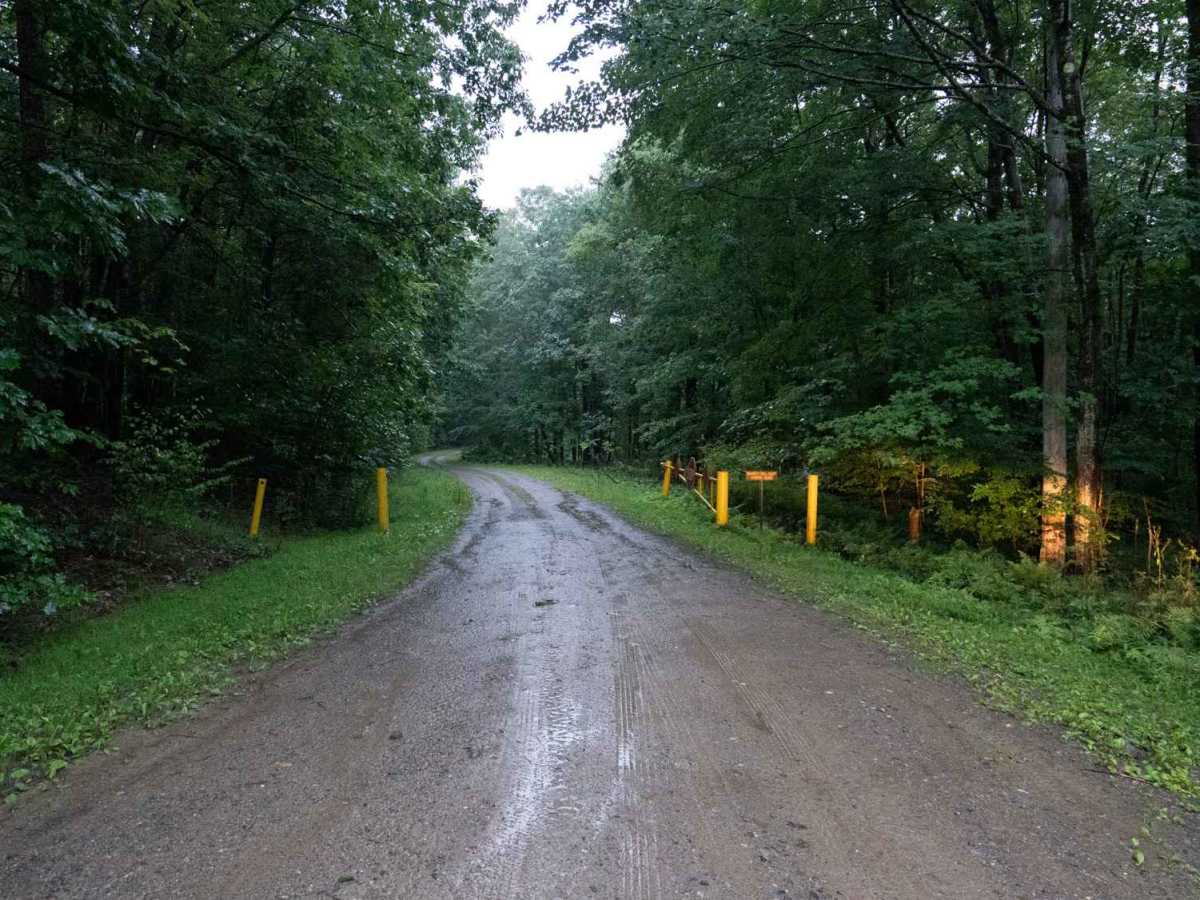 McCarty Hill East Forest Road trail photo