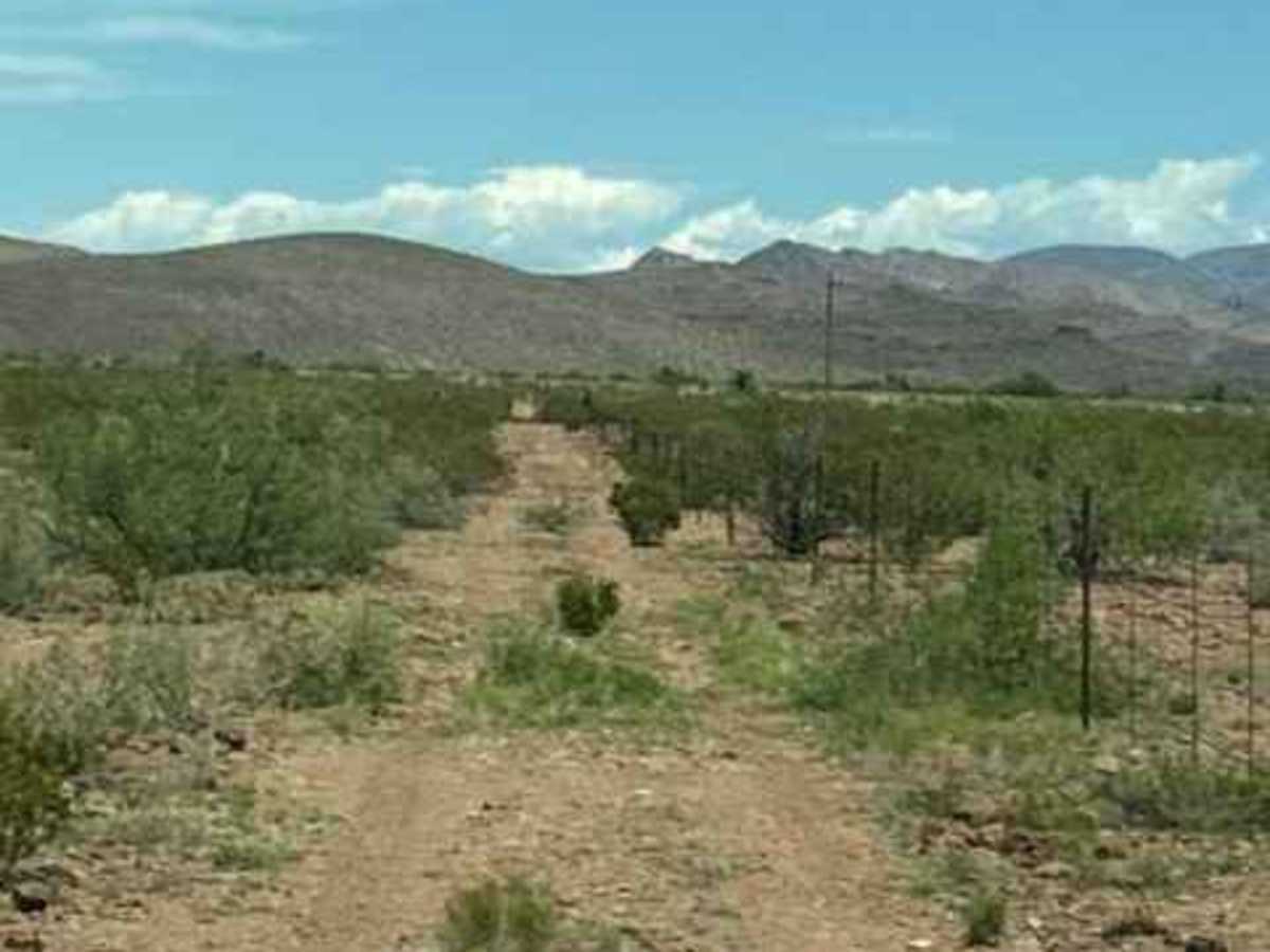 BLM SS1020F photo 4