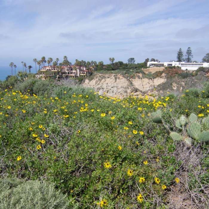 Near Scripps Coastal Reserve