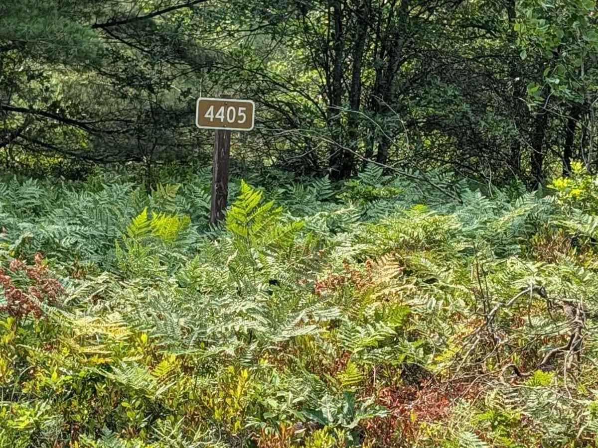 Esmond Road - FS 4405 photo 2
