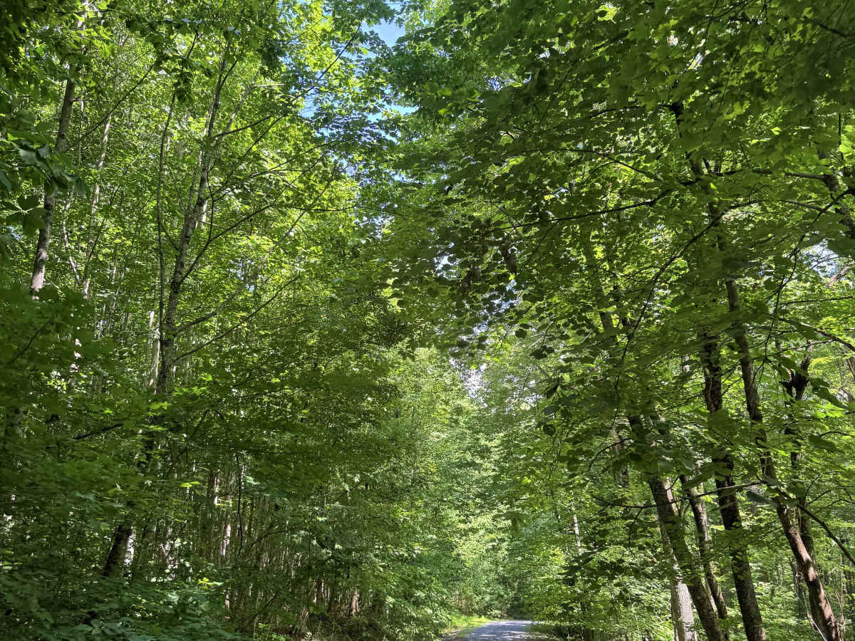 Mountain Fork Road photo 4