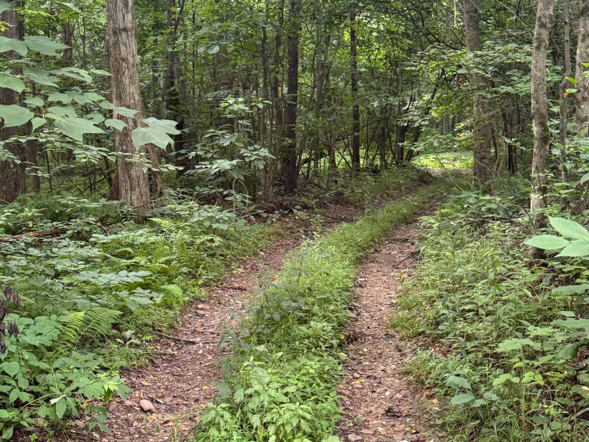 Trail 83 photo 3