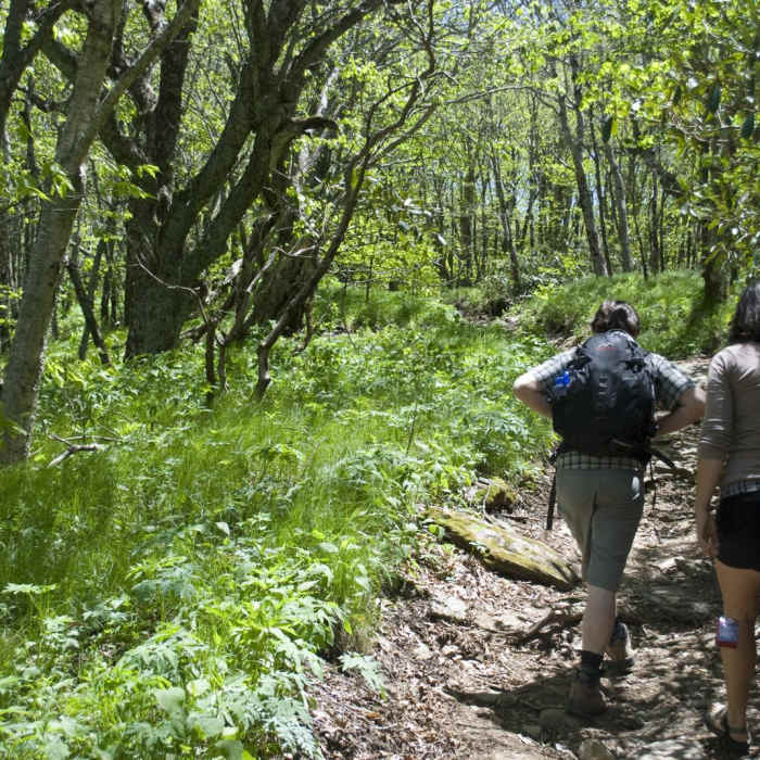 Near Craggy Gardens Near Craggy Gardens