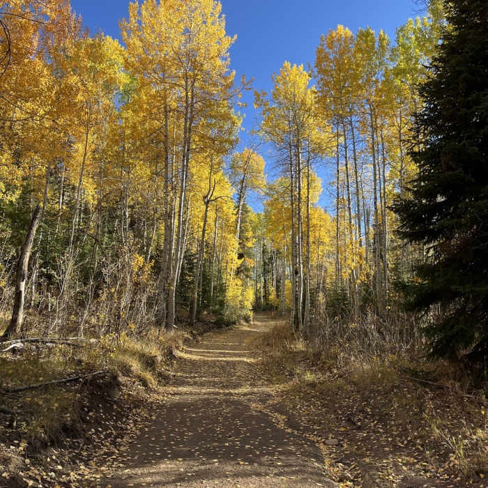 Near Eagle Trail