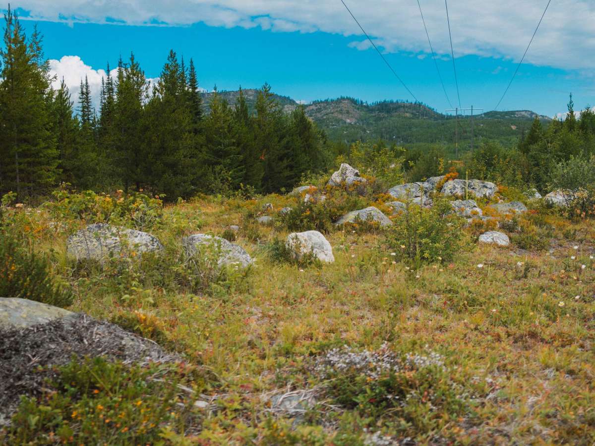 Powerline Arrow Trail photo 6