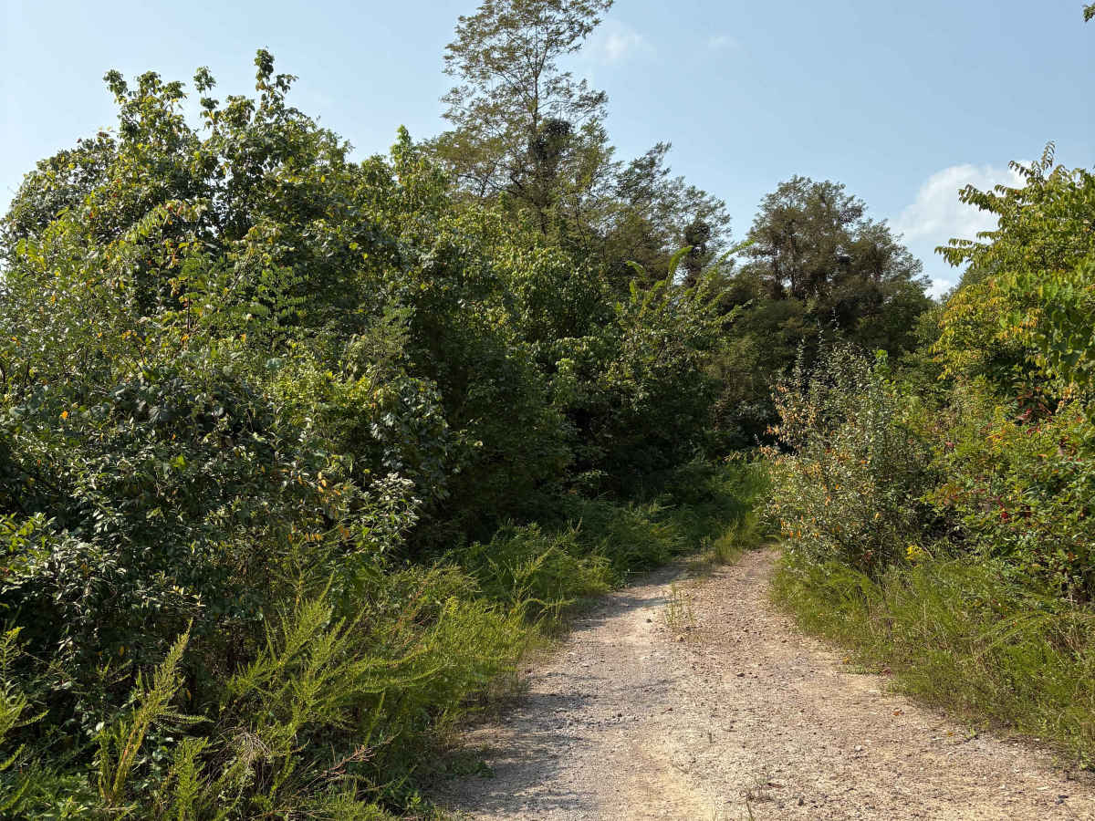 Trail 1 photo 4
