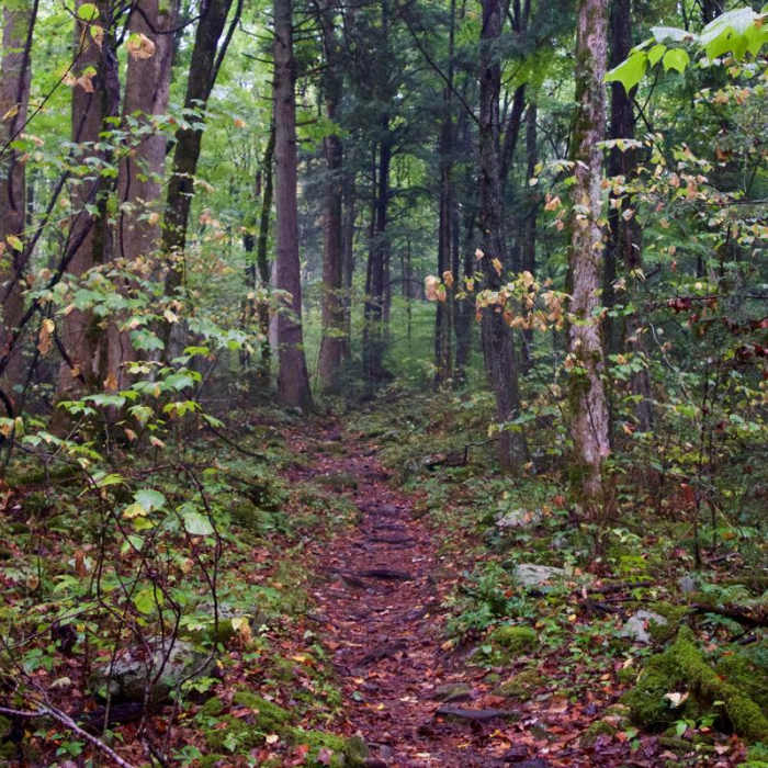Near Mount Cammerer Near Mount Cammerer