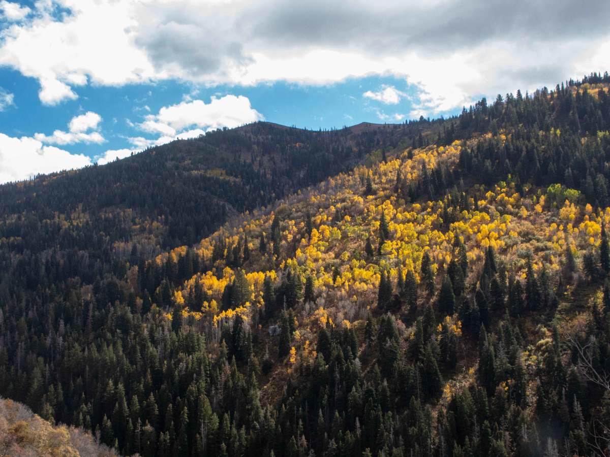 Farmington Canyon Trail photo 3