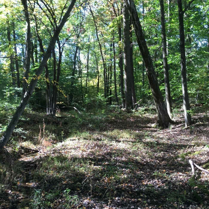Owl's Roost Road Near Hoffman Park Loop