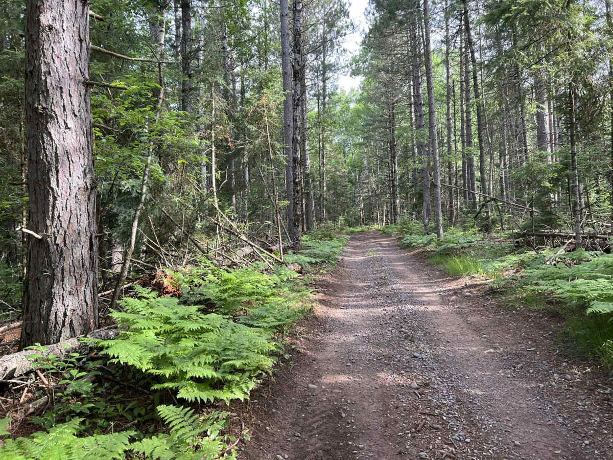 LL FDR-5288 Trail trail photo