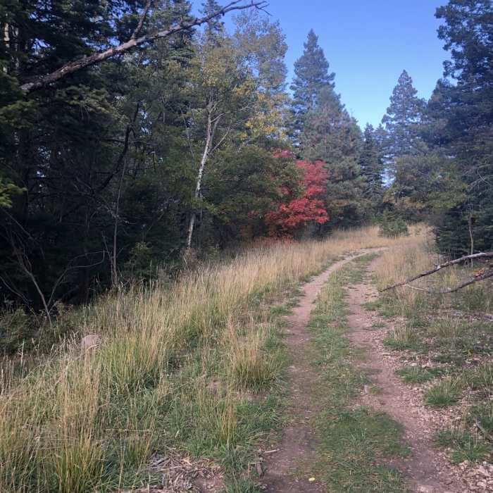 Near Osha Trail (T10)