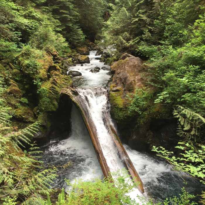 Maidenhair Falls. The trail crosses the Wynoochee River West Branch on a sturdy footbridge at this point (a little east of the Hiking Project's blue line - the location matches the white trail shown on the base map). Near Wynoochee Lake Shore Trail