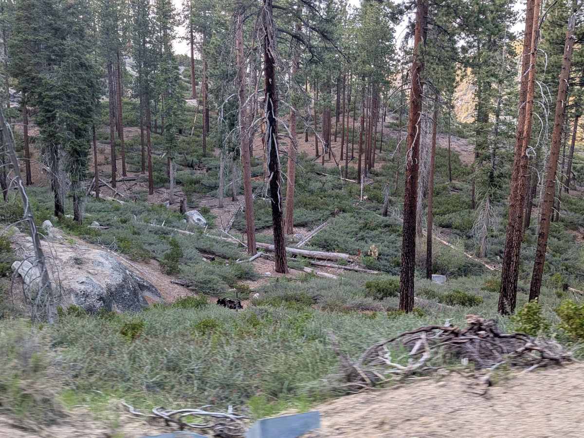 Packsaddle - FS 23S26 photo 4