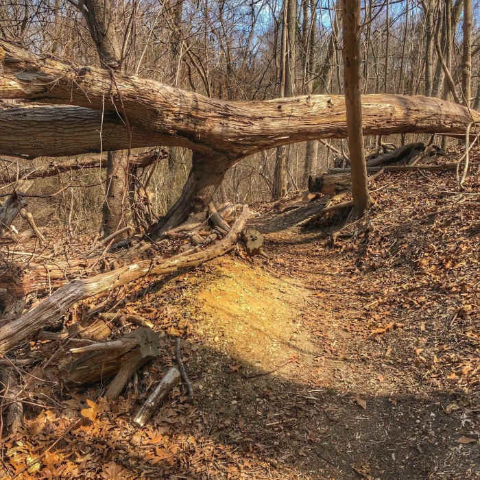 Near Makamah Nature Preserve