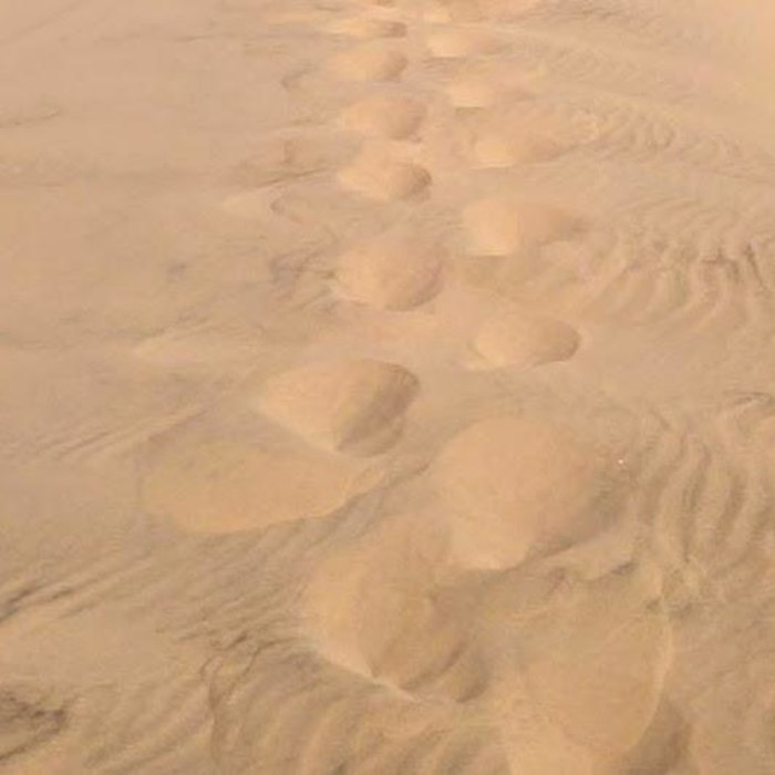 Near Kelso Dunes Loop