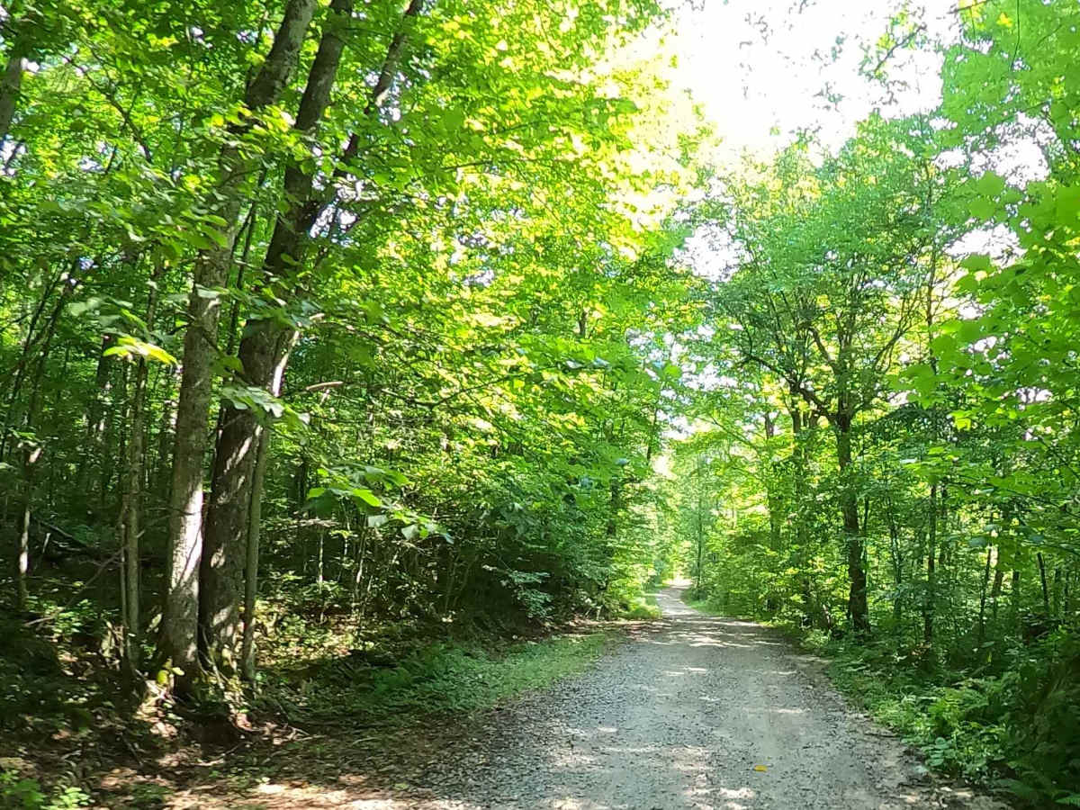 White Road trail photo