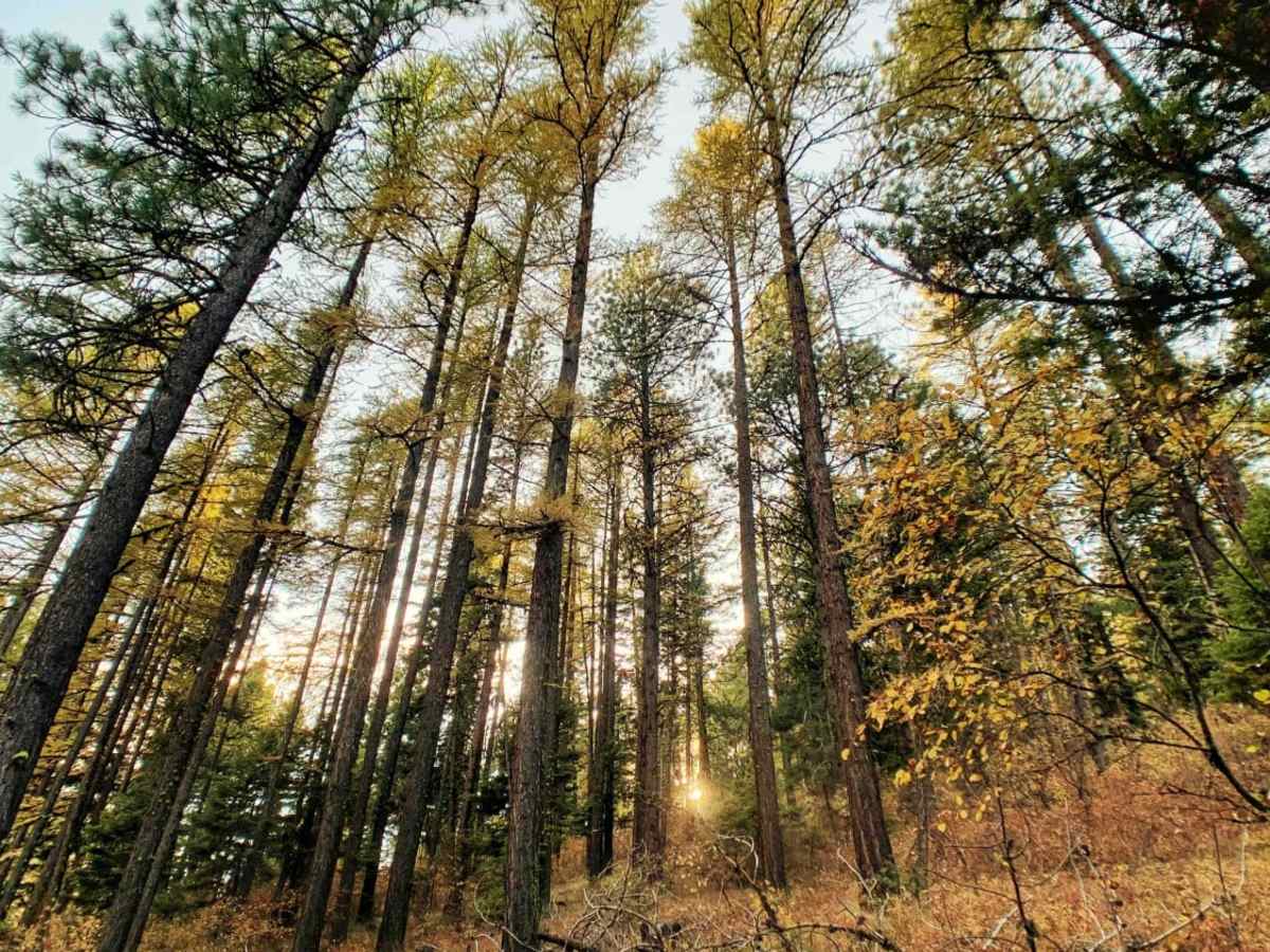 Bass Overlook Trail photo 3