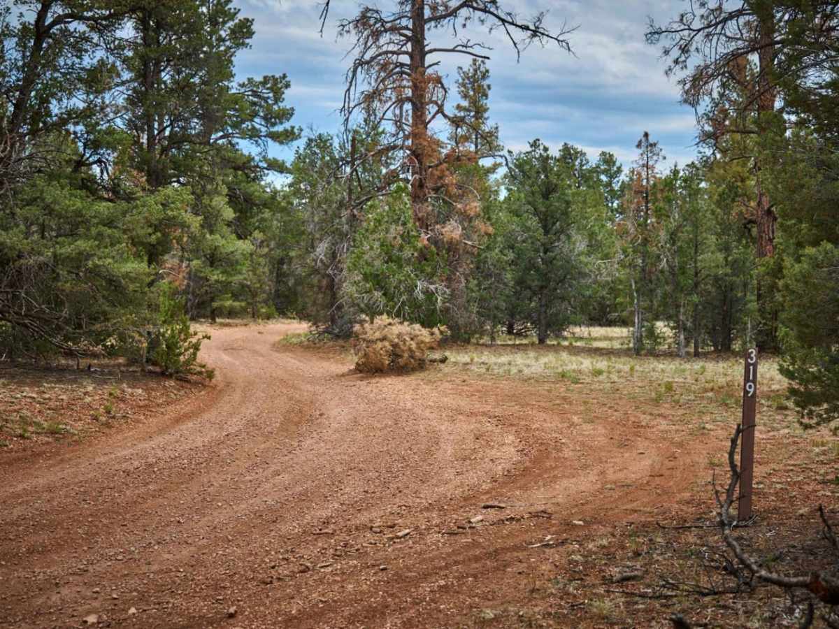 FR 319 trail photo