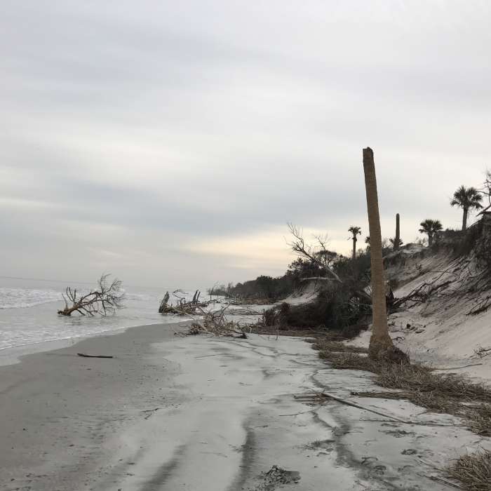 Near Dune Ridge Trail
