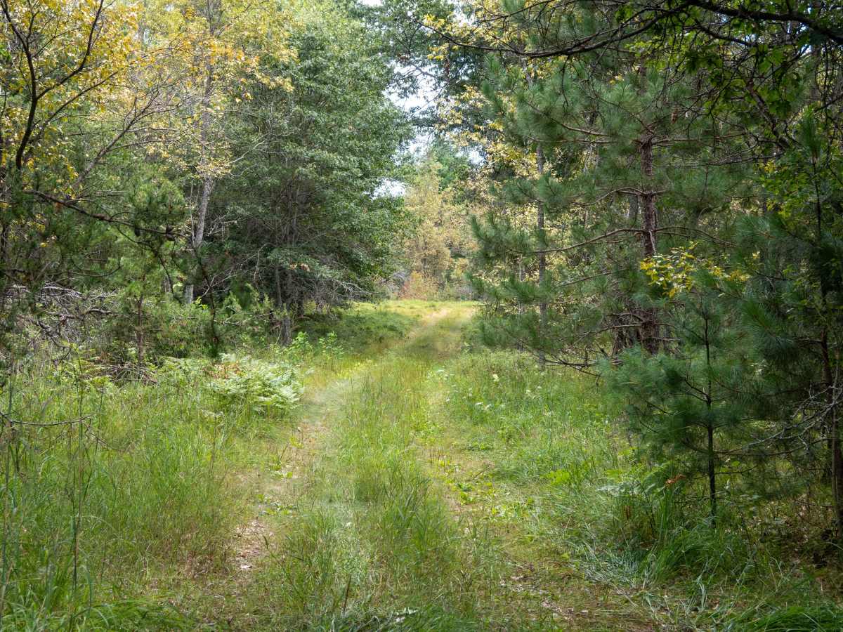 FS 4047 trail photo
