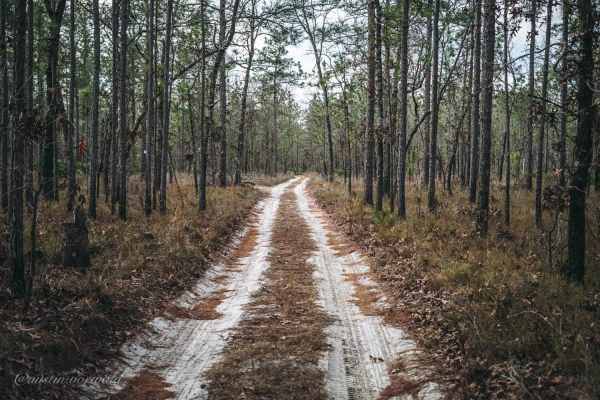 Rattlesnake Road - Jennings State Forest