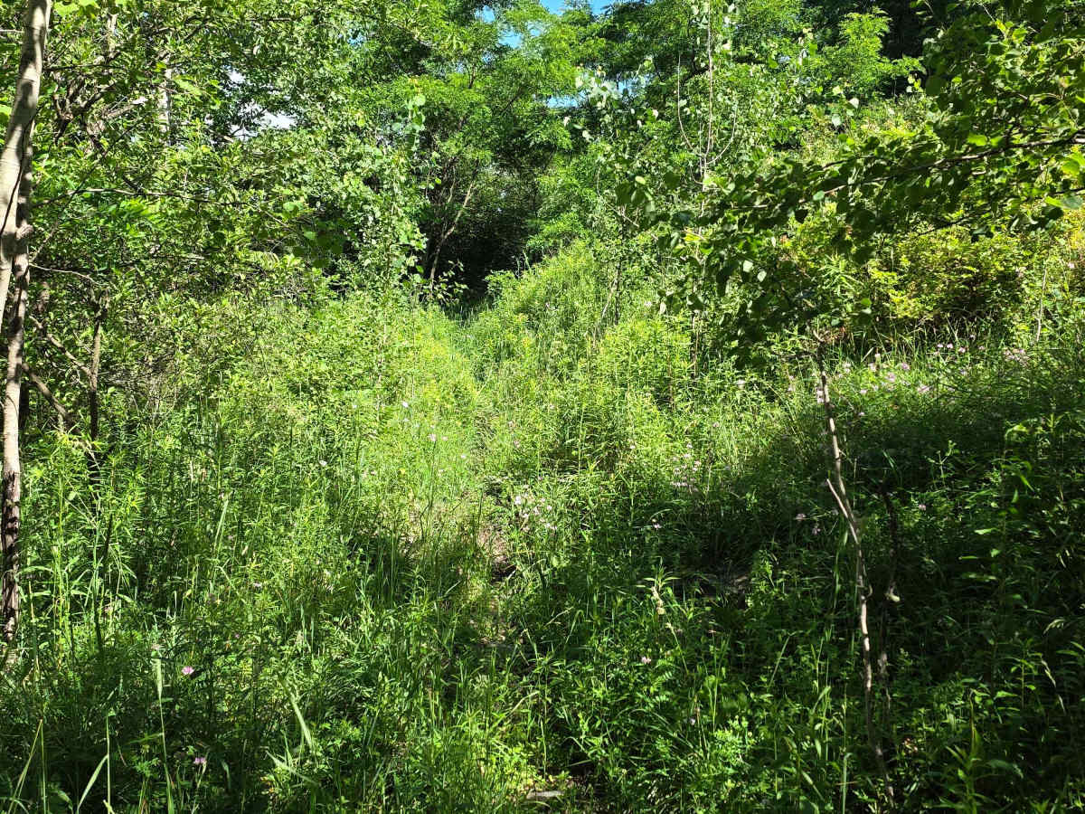 Single Track W photo 2