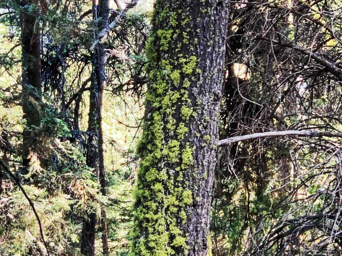 Hays Creek Moose Creek photo 6