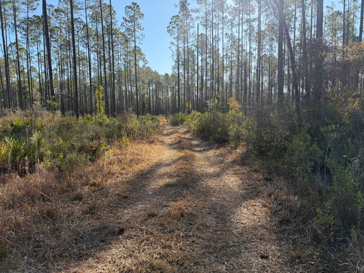 FR 278-D trail photo