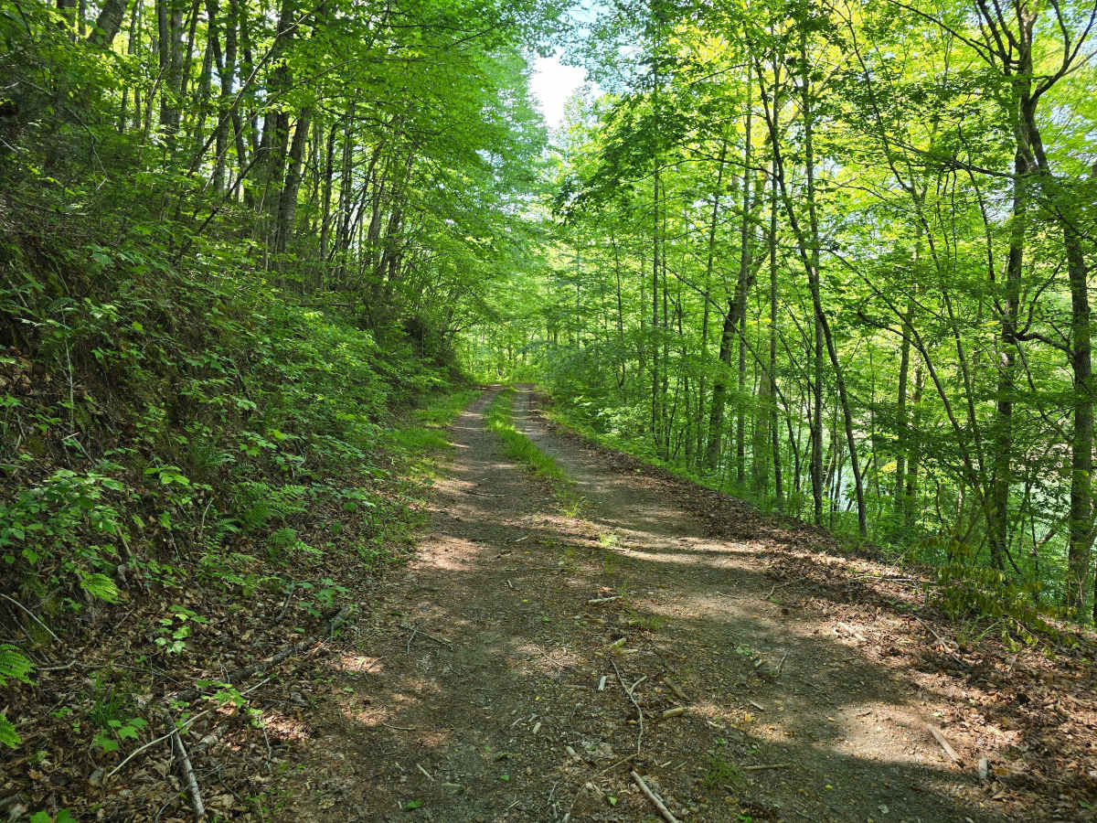 Bear Paw Road photo 4