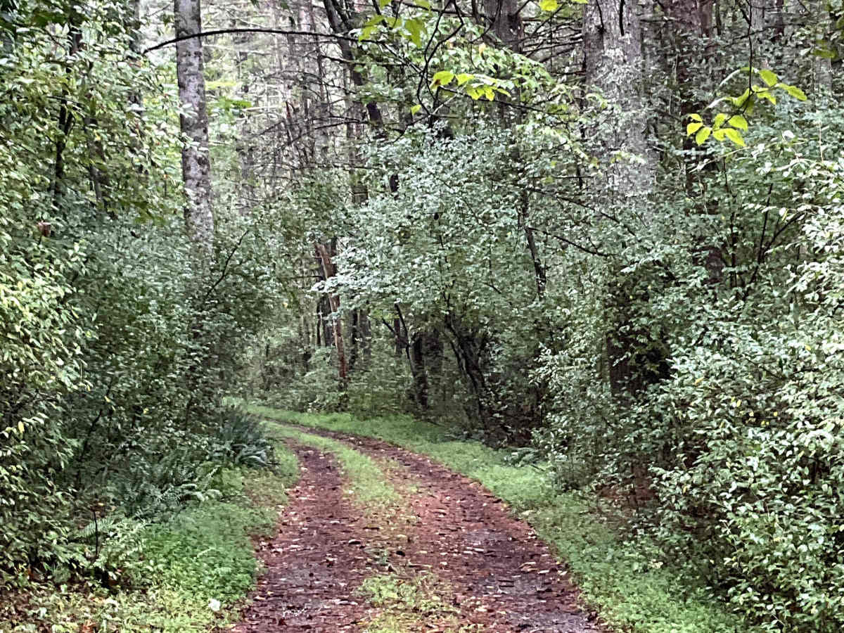 Needle Lane photo 3