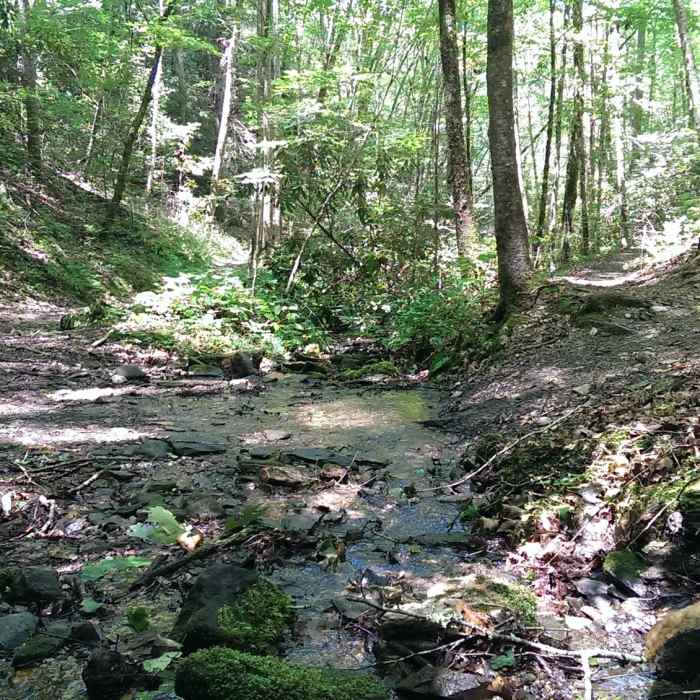 Switch back at a creek Near Thompson Loop