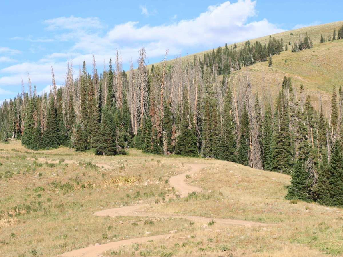 Moffit Pass - FS 80135 photo 3