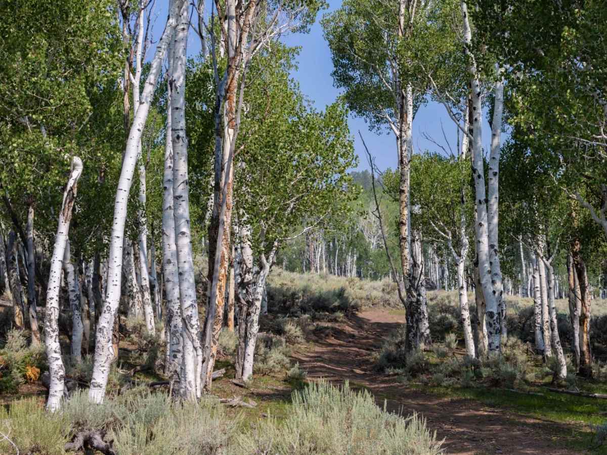 Row of Pines photo 5