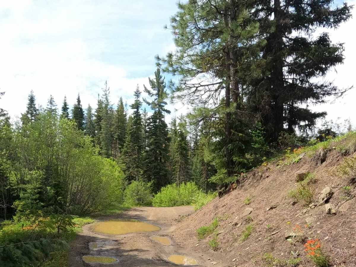 Iron Creek - Blewett Tie - NF9714-113 photo 5