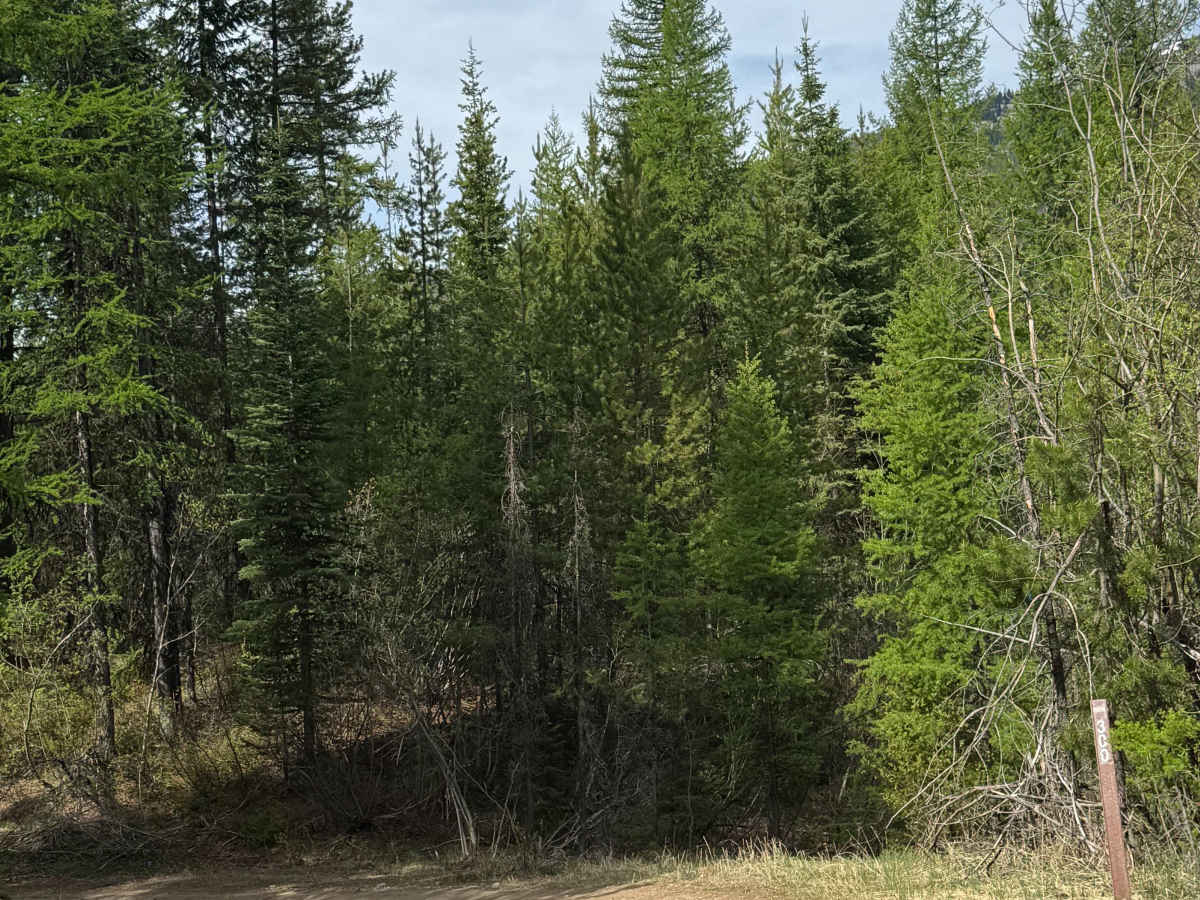 FS 2020-300 trail photo