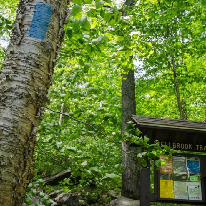 Near Mount Mansfield via Hell Brook + Long Trails Near Mount Mansfield via Hell Brook + Long Trails