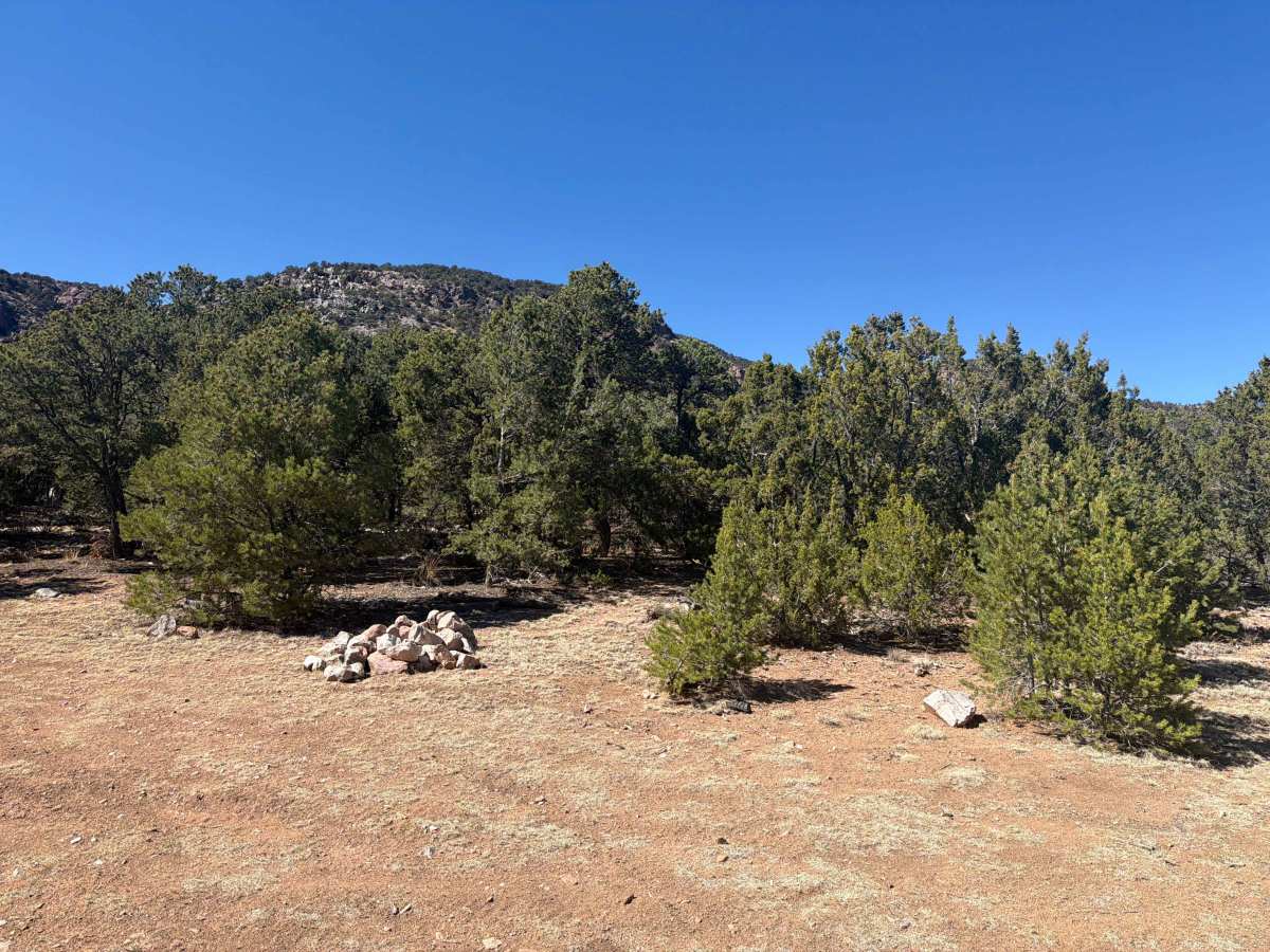 BLM 5830D photo 3
