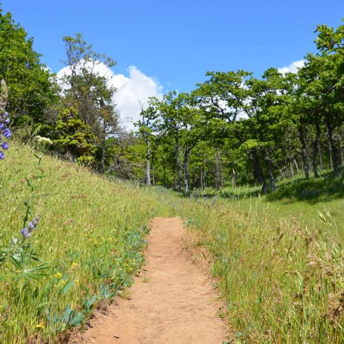 Near Lyle Cherry Orchard