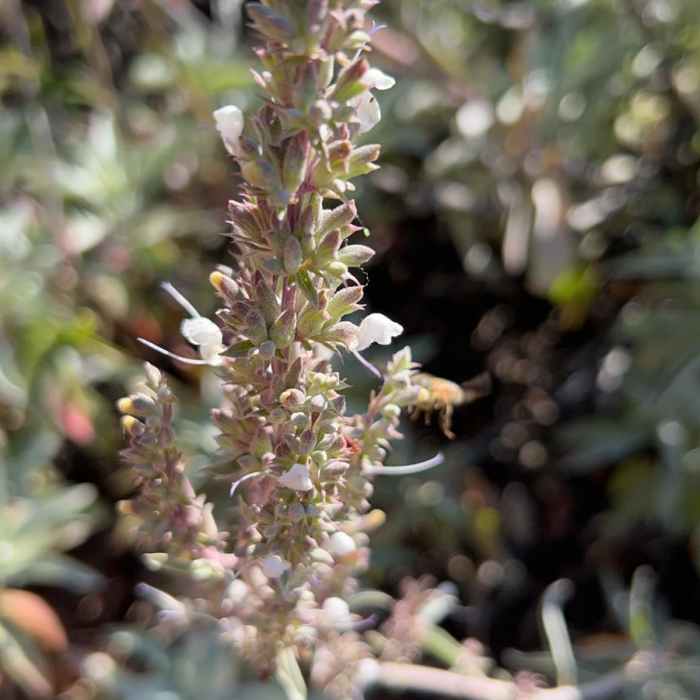 Near George's Gap to Hoyt Mountain: East Ridge Loop