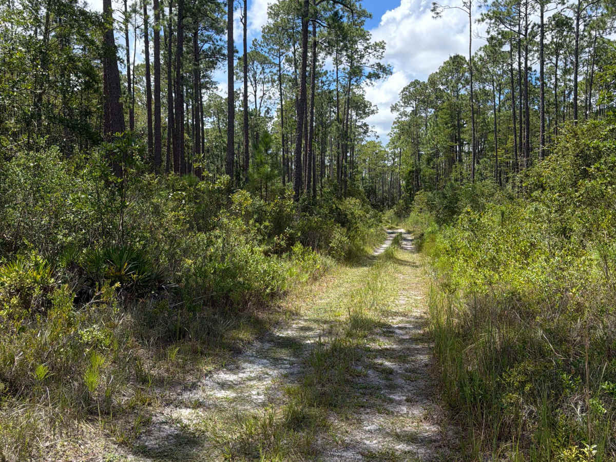 FS 21506 trail photo